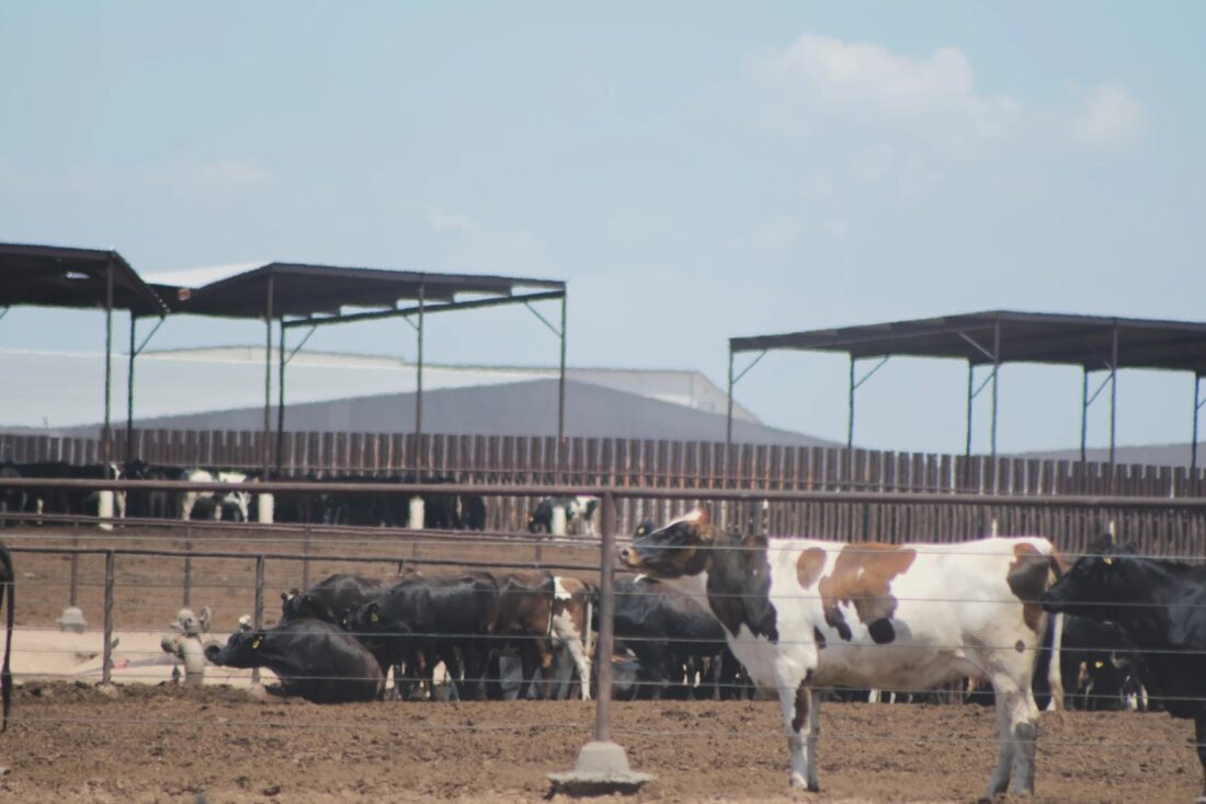 Kansas cows need to beat the heat to stay productive